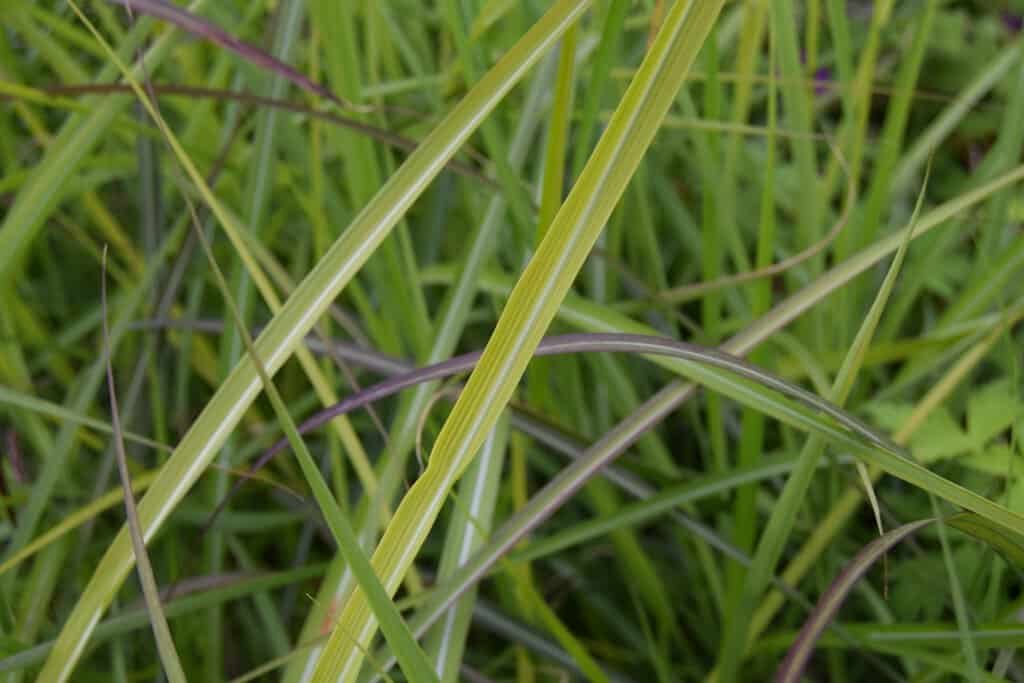 Miscanthus sinensis 'Ferner Osten' ---